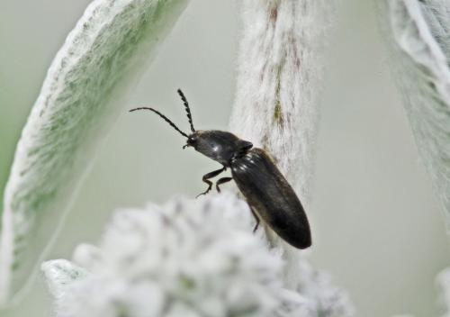 Réf. 303 963 : Hemicrepidius sp.